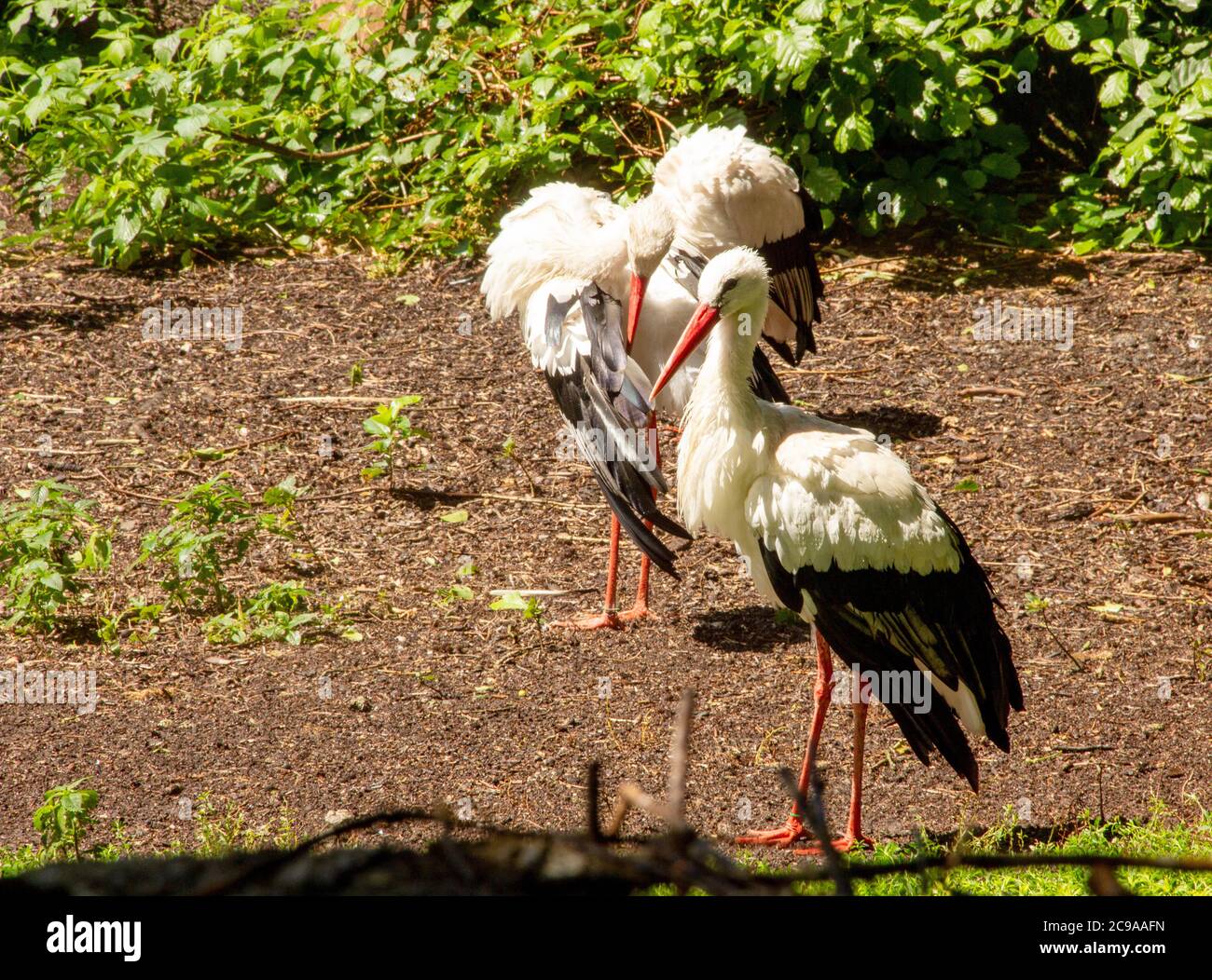 Zwei Weißstörche, Ciconia ciconia, auch Rattle Storch genannt. Sie waren 1984 und 1994 in Deutschland Vogel des Jahres. Stockfoto