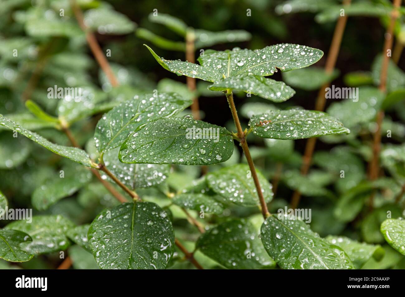 Wasserperlen auf Lonicera caerulea Blättern, Pflanze auch bekannt als blaue Geißblatt, Süßbeere Geißblatt, Fliege Geißblatt oder blaue Fliege Geißblatt Stockfoto