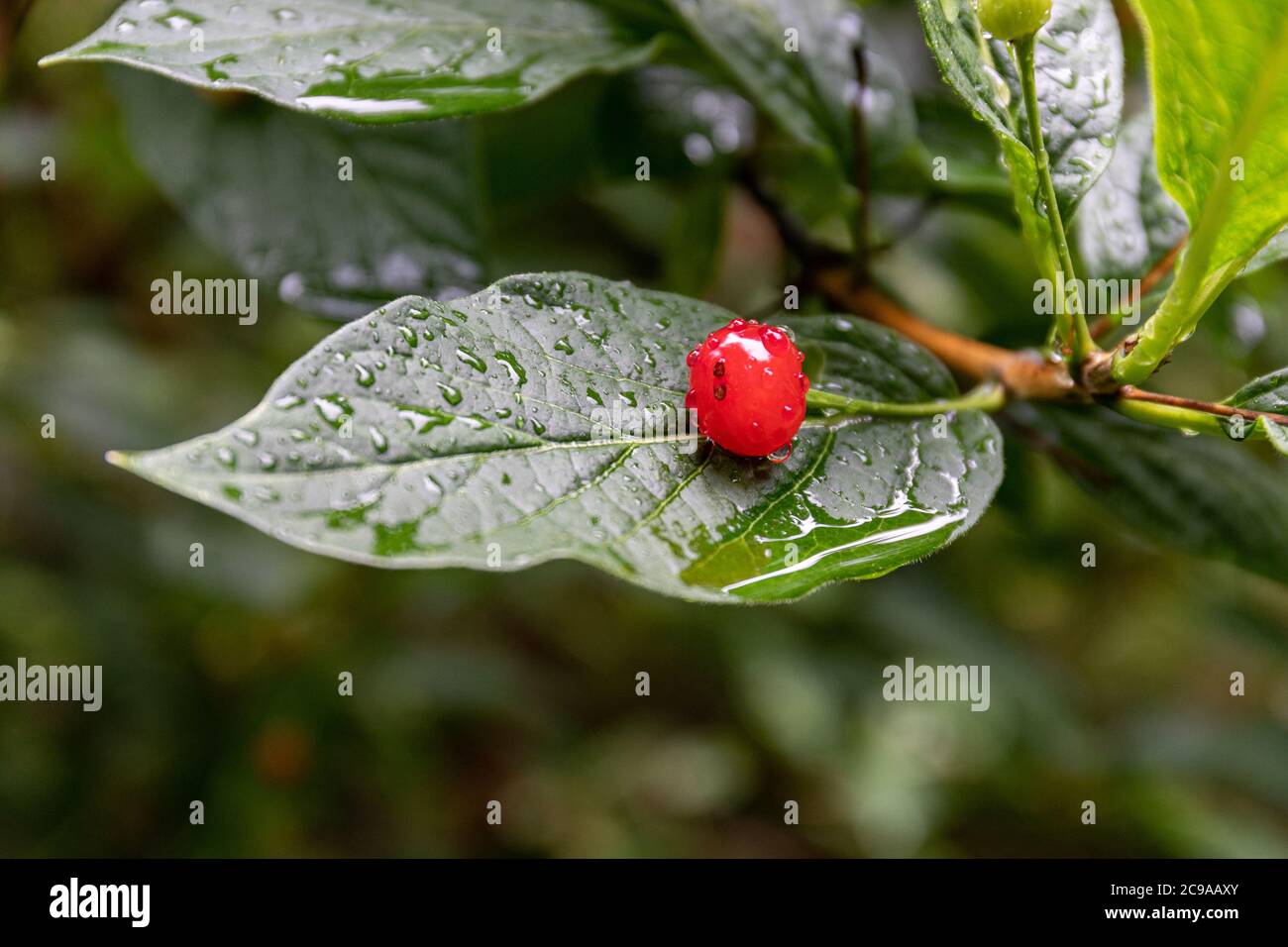 Nahaufnahme der roten Frucht der Beere von Lonicera alpigena, auch bekannt als alpines Geißblatt, an einem regnerischen Tag Stockfoto