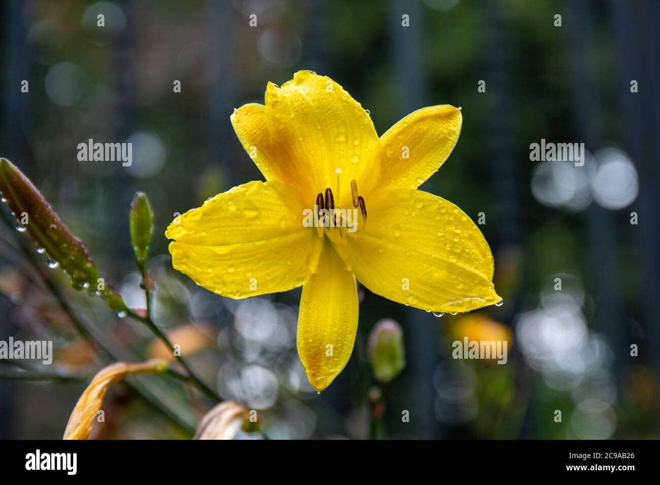 Nahaufnahme der gelben Blume der Taglilie (Hemerocallis hybrida) Stockfoto