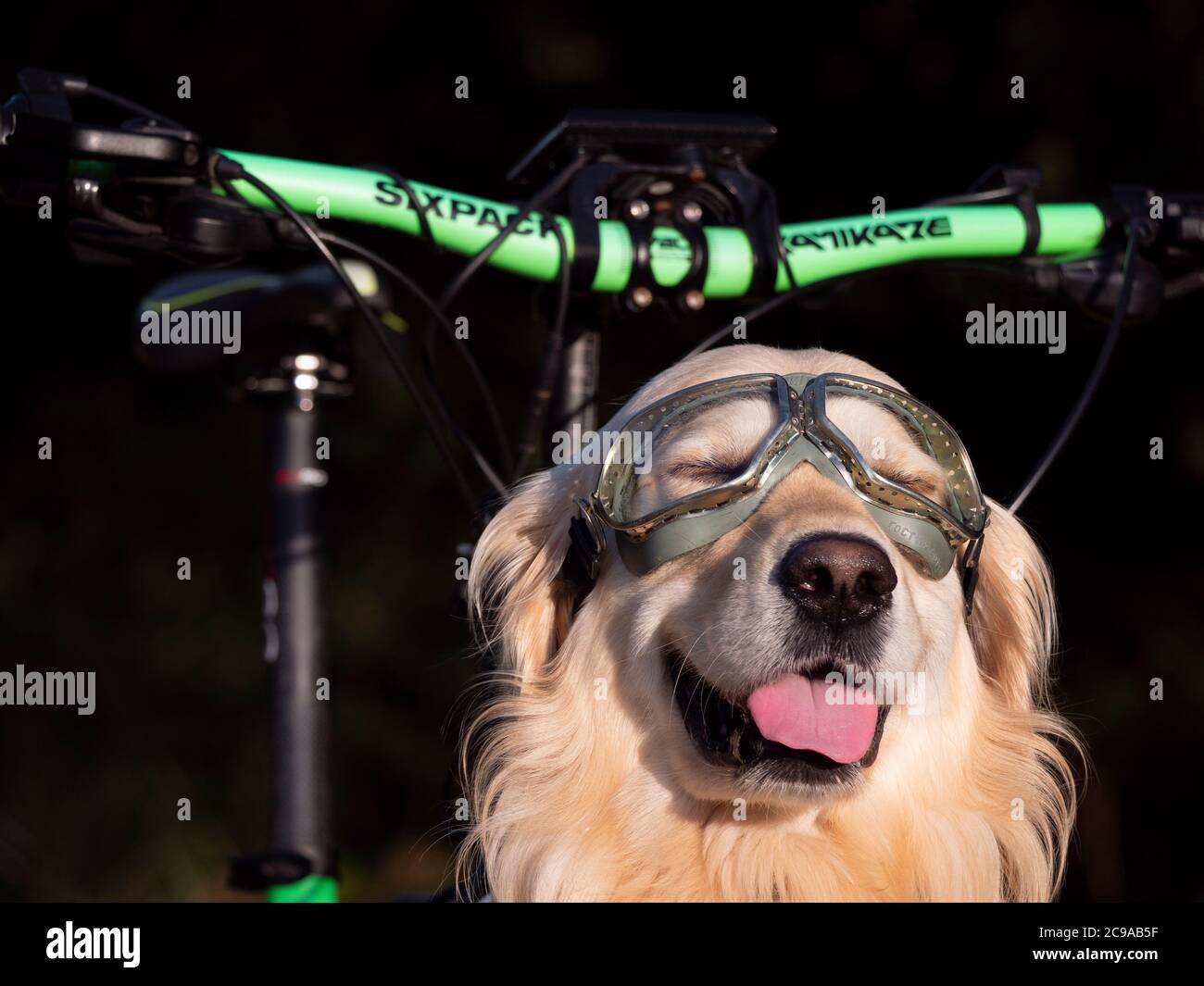 Young Golden Retriever sitzt vor einem Lieferfahrrad mit Motorradbrille. Stockfoto