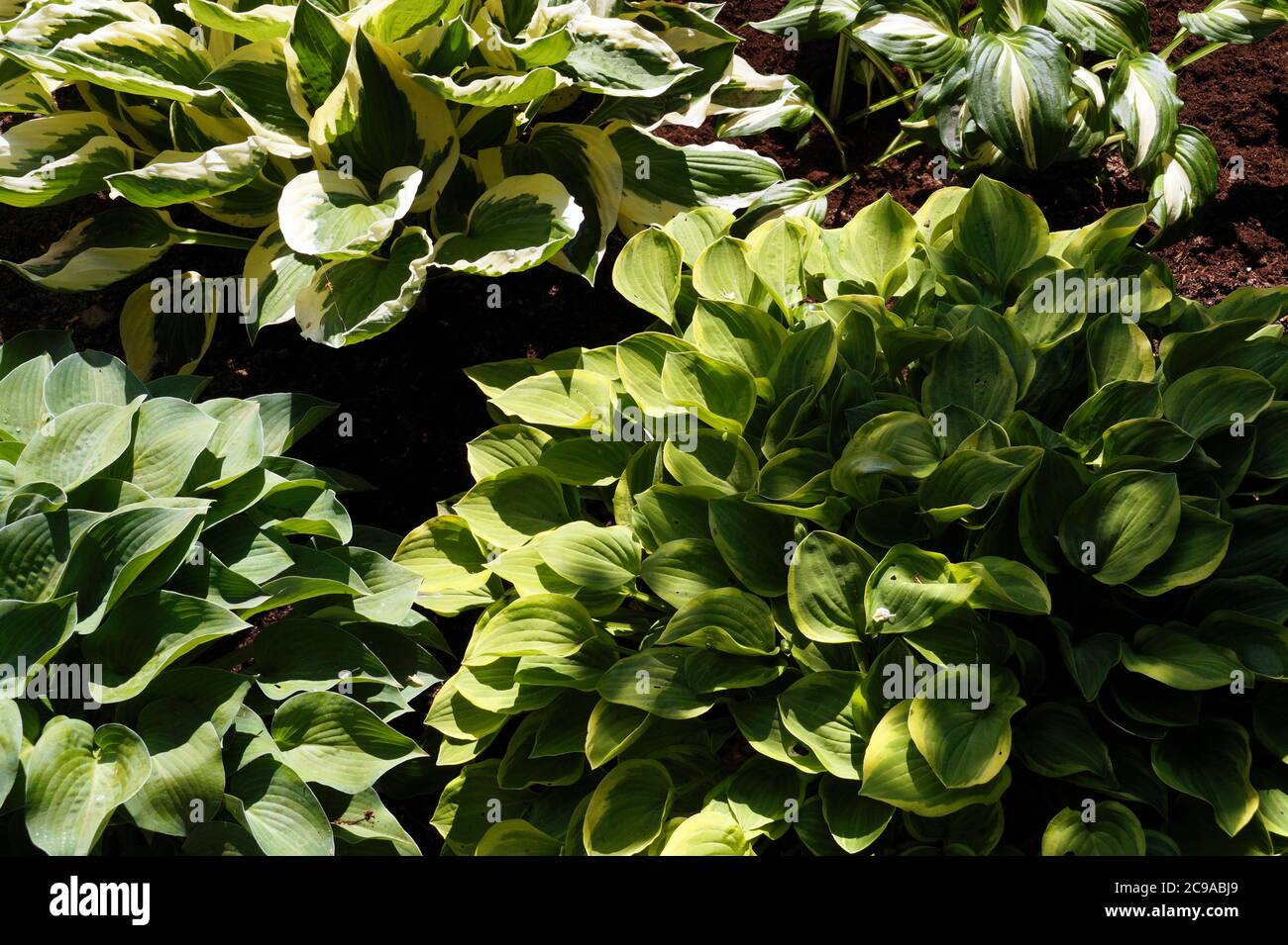 Vier verschiedene Pflanzensorten auf einem Foto. Hosta ist eine Pflanzengattung, die allgemein als Hostas, Wegerich Lilien (in Großbritannien) und gelegentlich von der bekannt ist Stockfoto