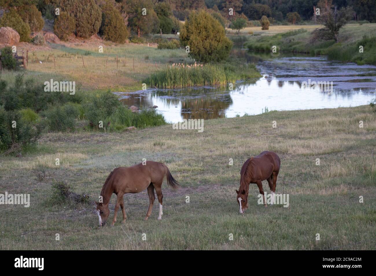 Pferde grasen entlang EINES Creek in Nord Arizona Stockfoto