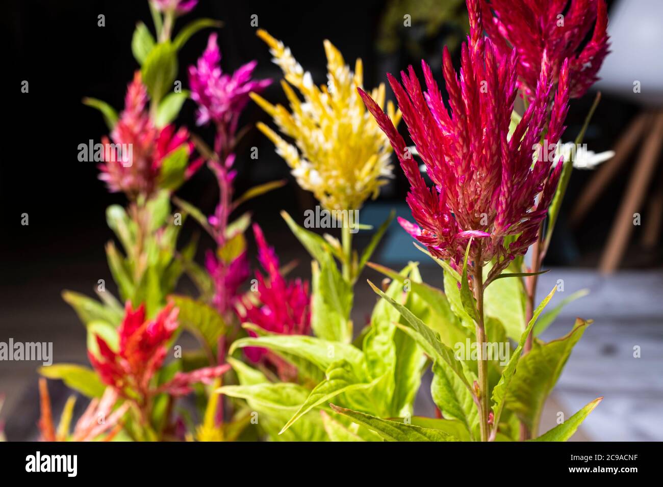 Bunte Feder Blume Cockscomb chinesische Dekoration Innenpflanze Stockfoto