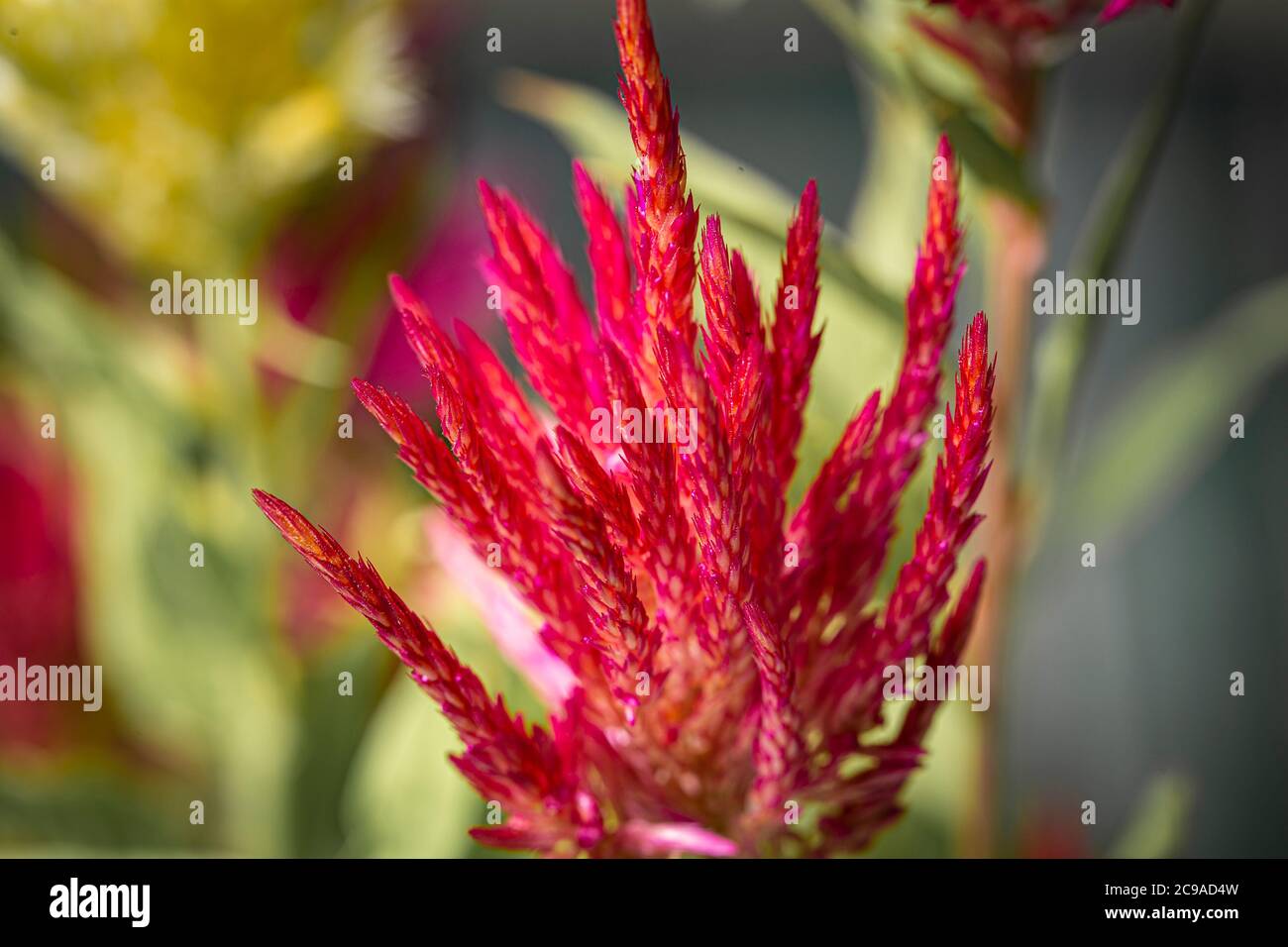 Rote Hahnenkamm haarige Feder Blume Nahaufnahme noch Stockfoto