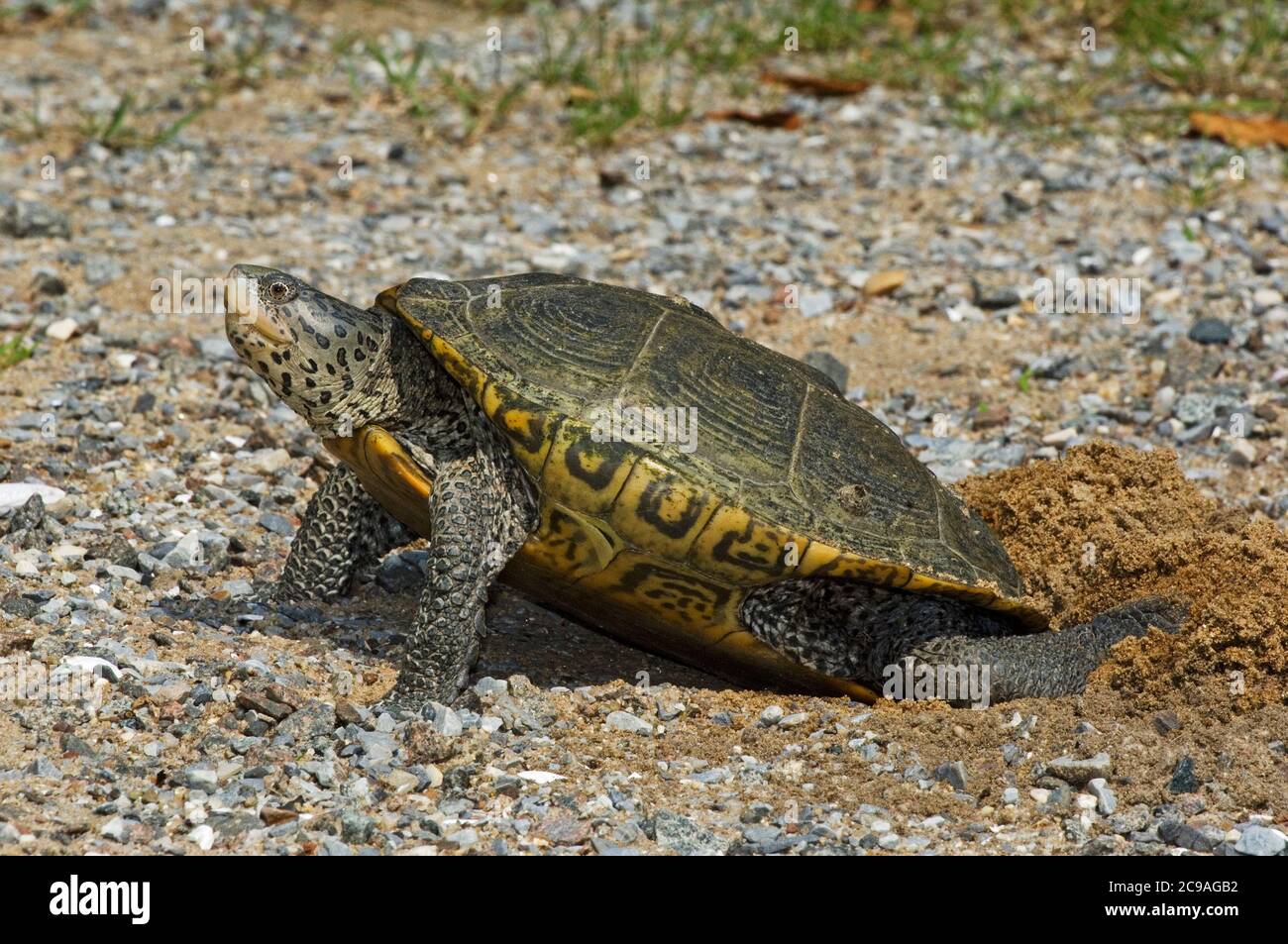 Diamondback Terrapin Eier legen Stockfoto