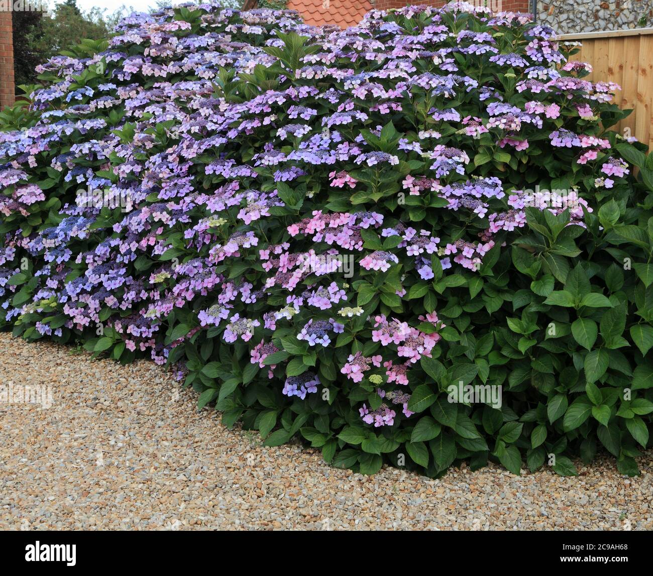 Vorgarten, Kies, Hydrangea macrophylla 'Blue Wave', Zaun Stockfoto