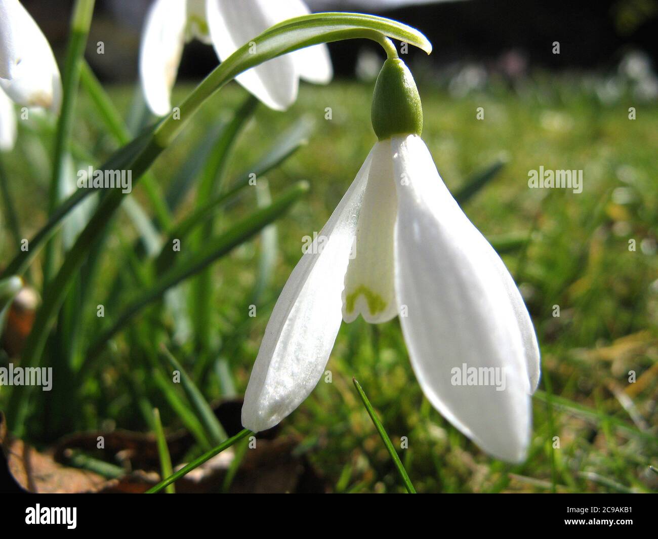 Schneeglöckchen Blume mit einem gebeugten Kopf Stockfoto