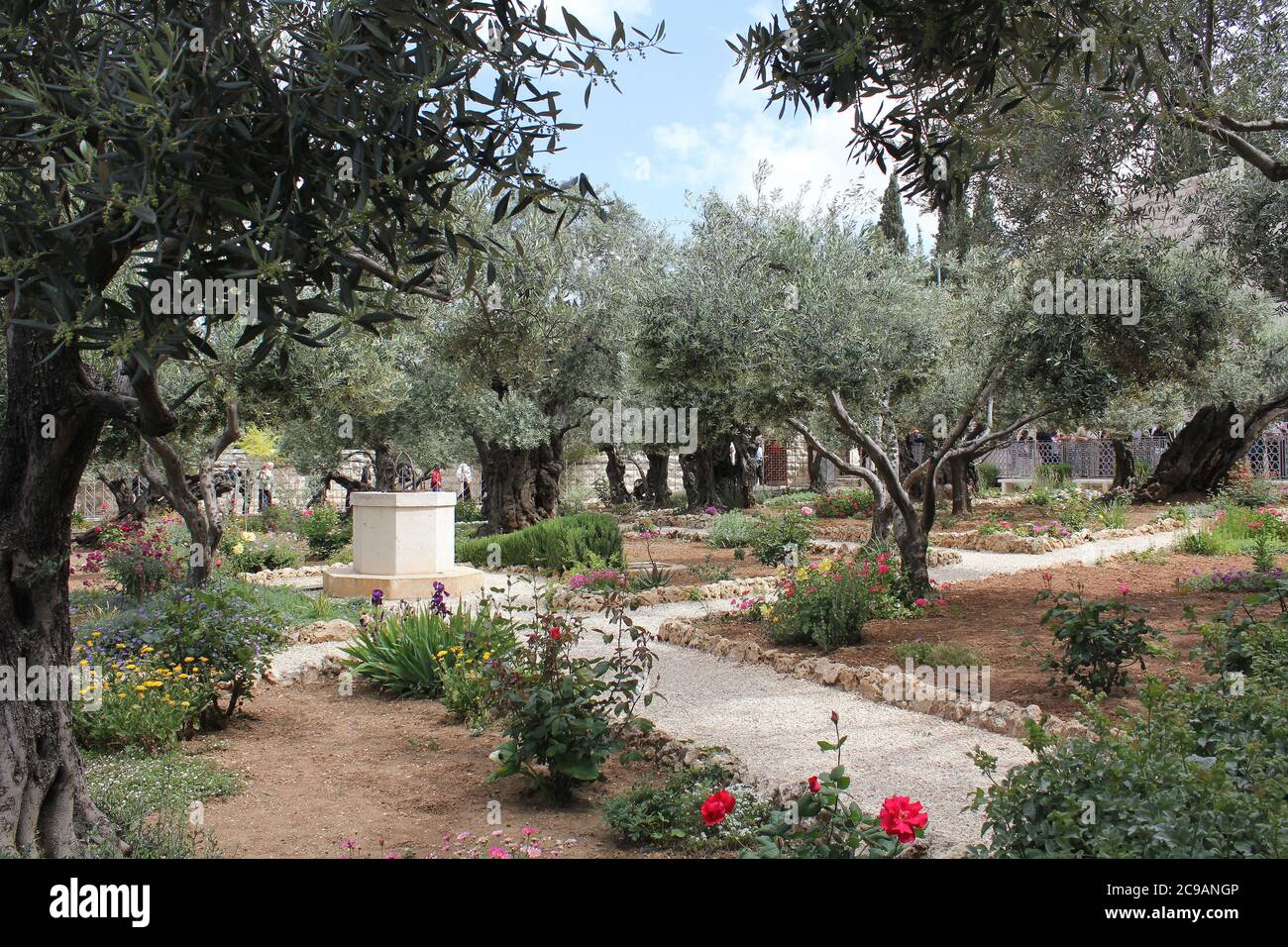 Gärten von Gethsemane in Jerusalem Stockfotografie Alamy