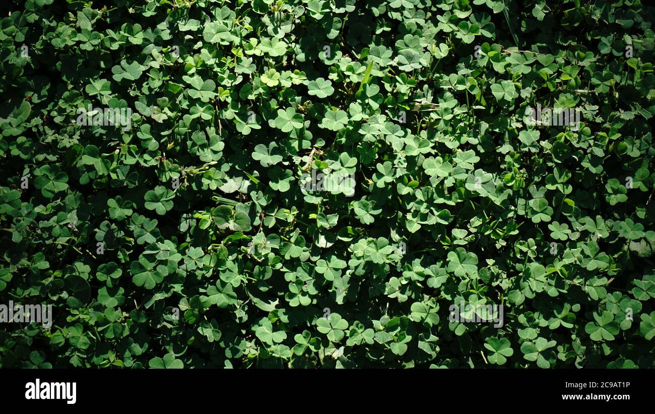 Glücklicher grüner Kleeblatt Hintergrund Stockfoto