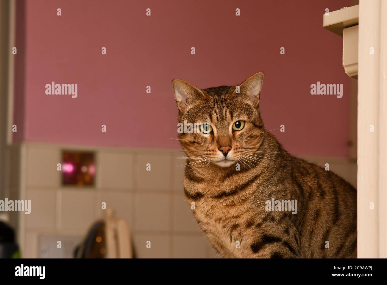 Bengal tabby Katze sitzt auf einer Küchenarbeitsfläche Stockfoto