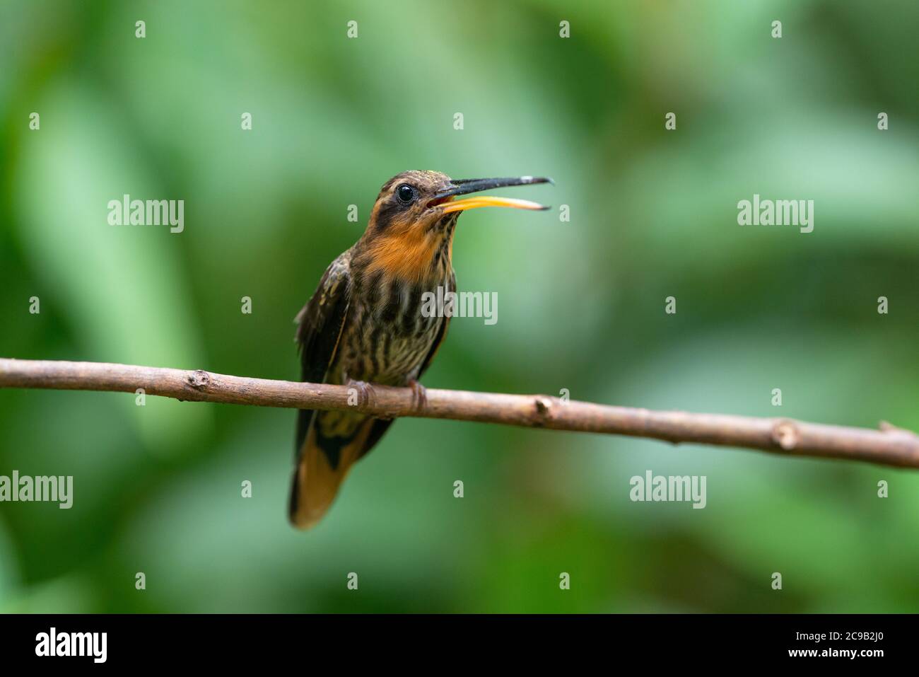 Sägebillet-Einsiedler (Ramphodon naevius) aus dem atlantischen Regenwald von Süd-Brasilien Stockfoto