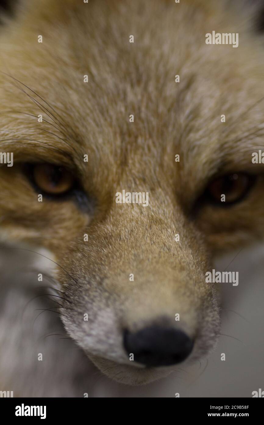 Ausgestopften Fuchs Stockfoto