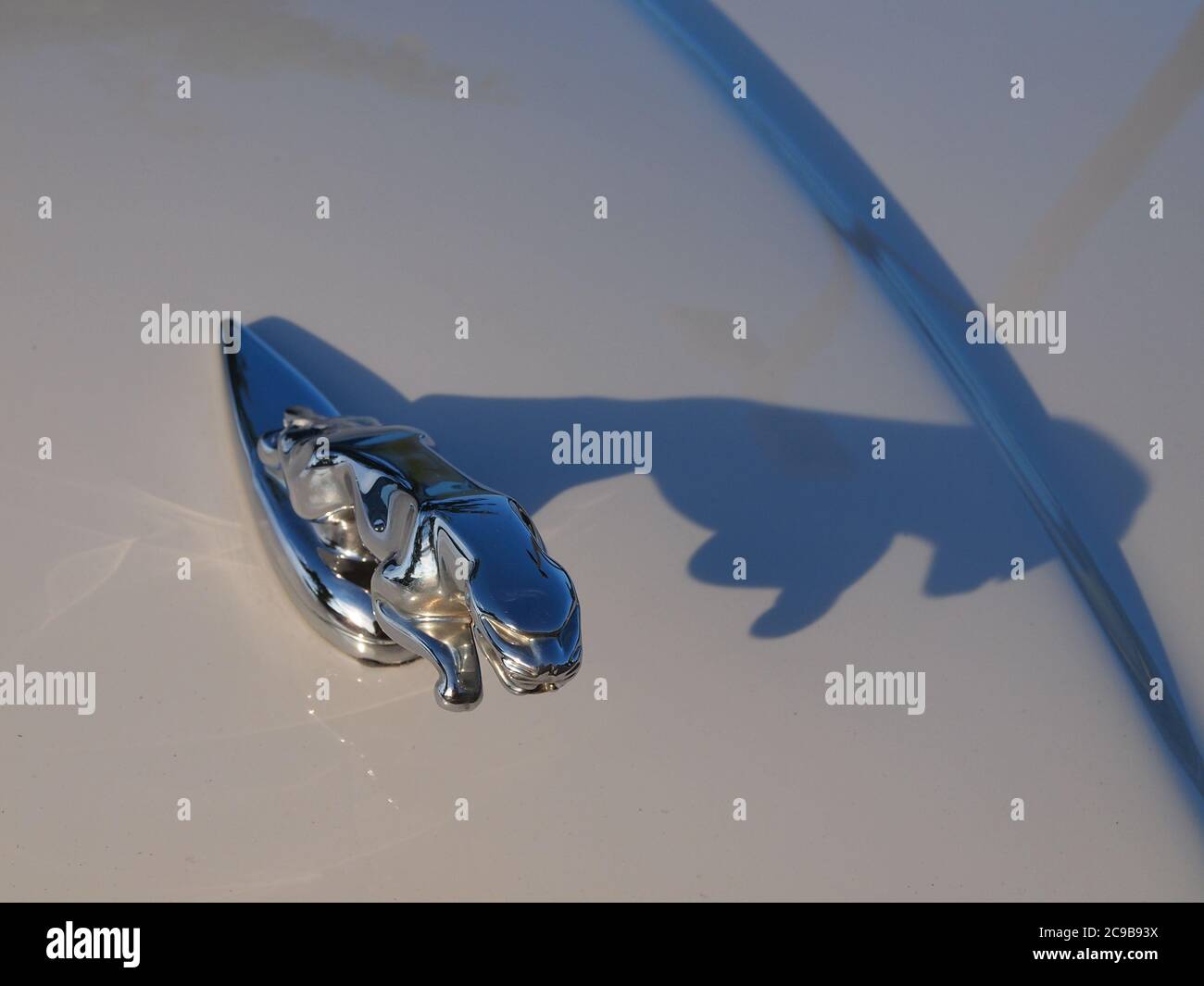 Ikonische „Leaper“-Haubenverzierung von Jaguar auf einem weißen Vanden Plas XJ Stockfoto