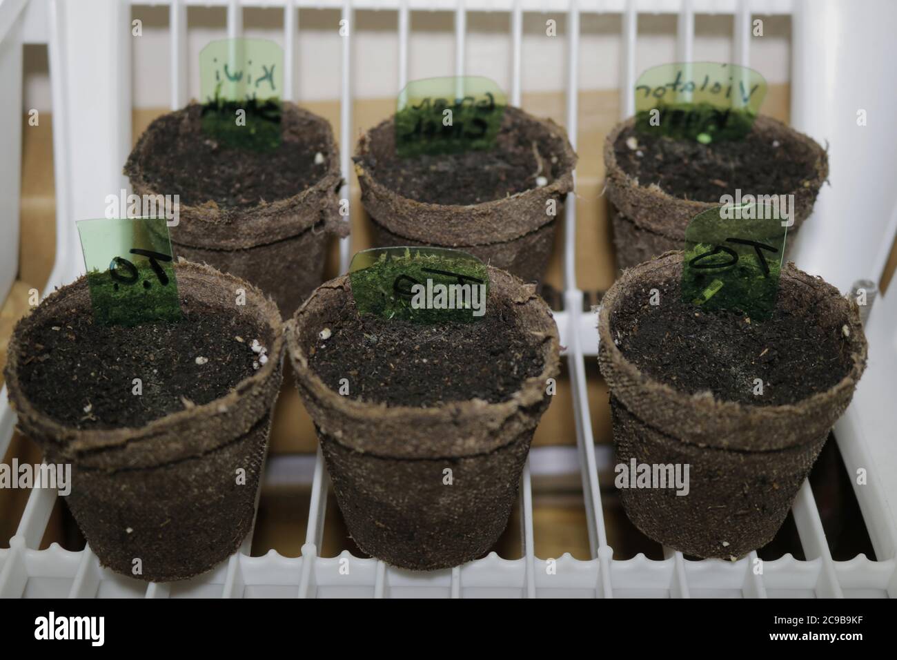 Cannabiskeimling wird im Boden begonnen Stockfoto