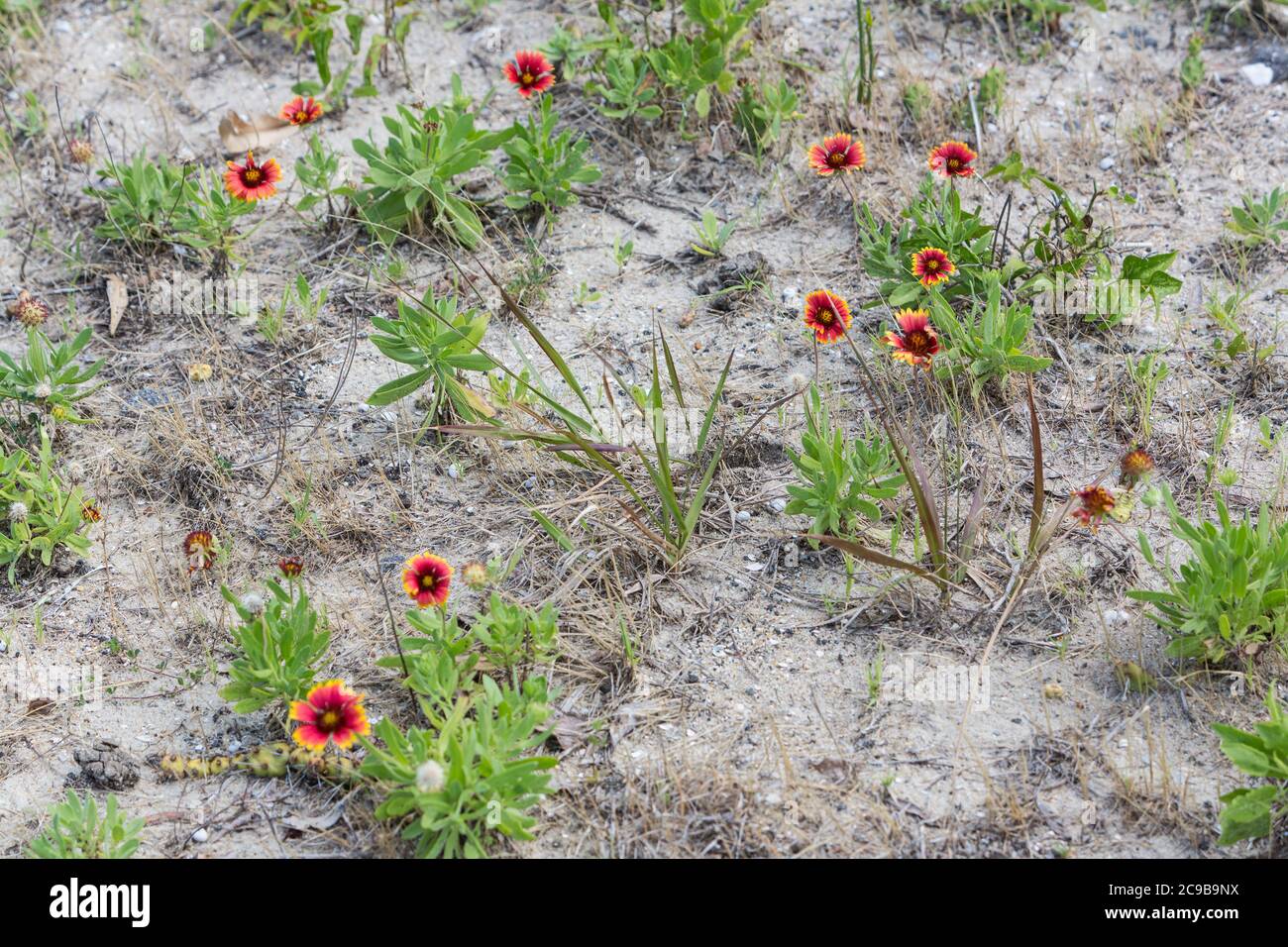Avon, Outer Banks, North Carolina. Gaillardia pulchella (Indian Blanketflower, Indian Blanket), Feuerrad) in Sandboden. Stockfoto