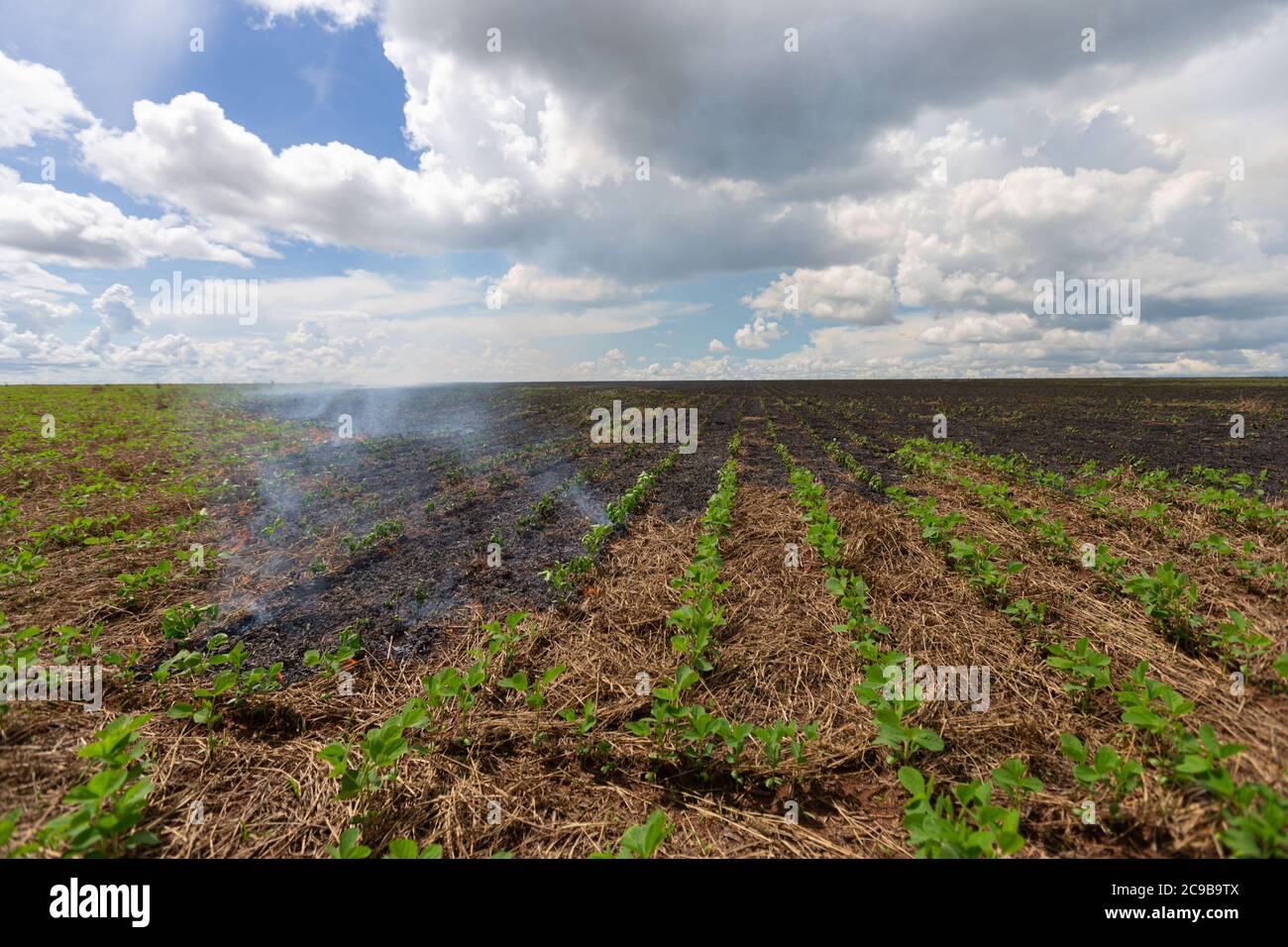 Feuer brennt auf Erntefeld - heiße Unfallbeleuchtung Schraube Stockfoto