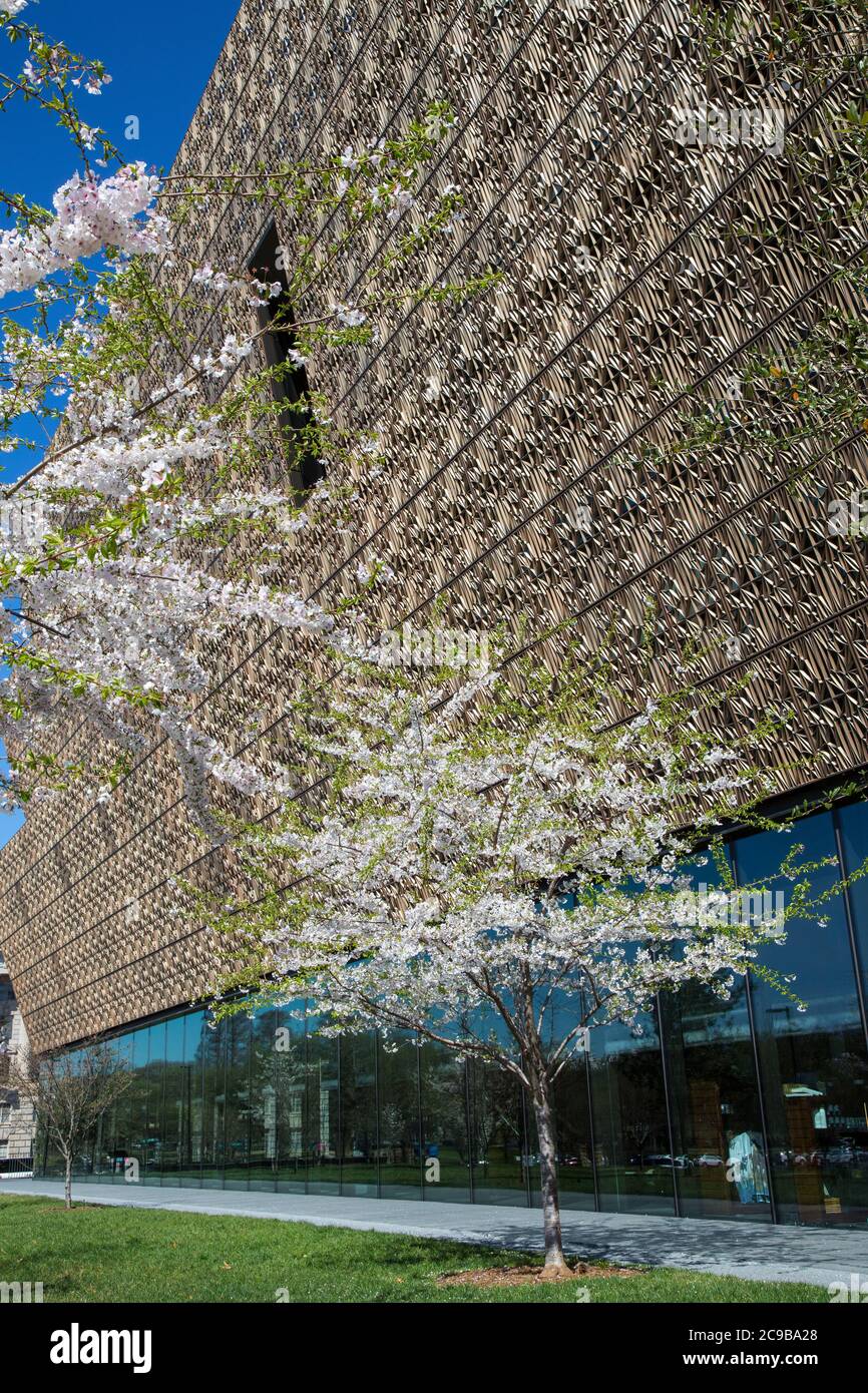 Washington DC, USA. National Museum of African American History and Culture, ein Smithsonian Institution Museum, mit Kirschblüten. Geöffnet Im September Stockfoto