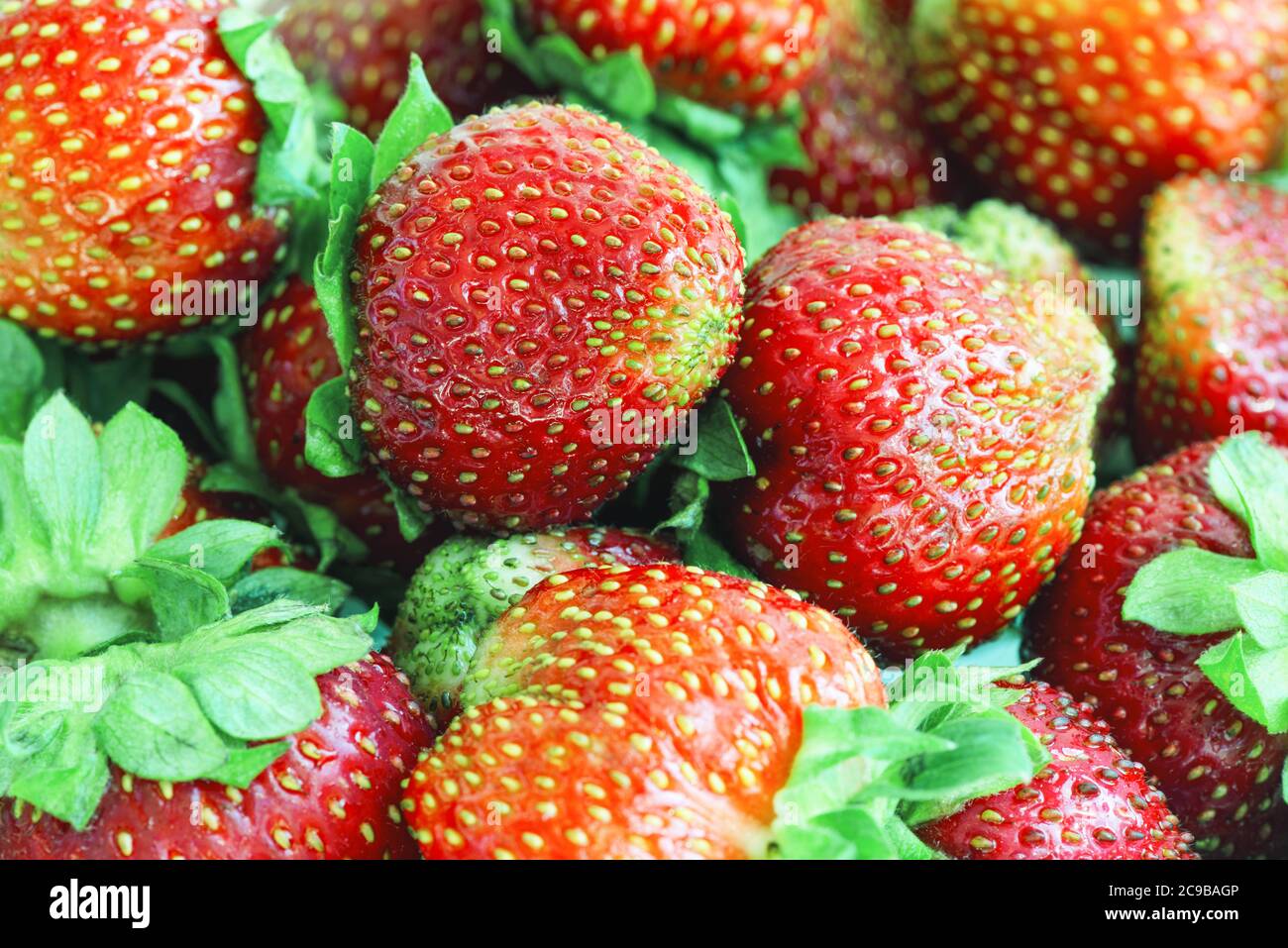 Hintergrund von frisch geernteten Erdbeeren Stockfoto