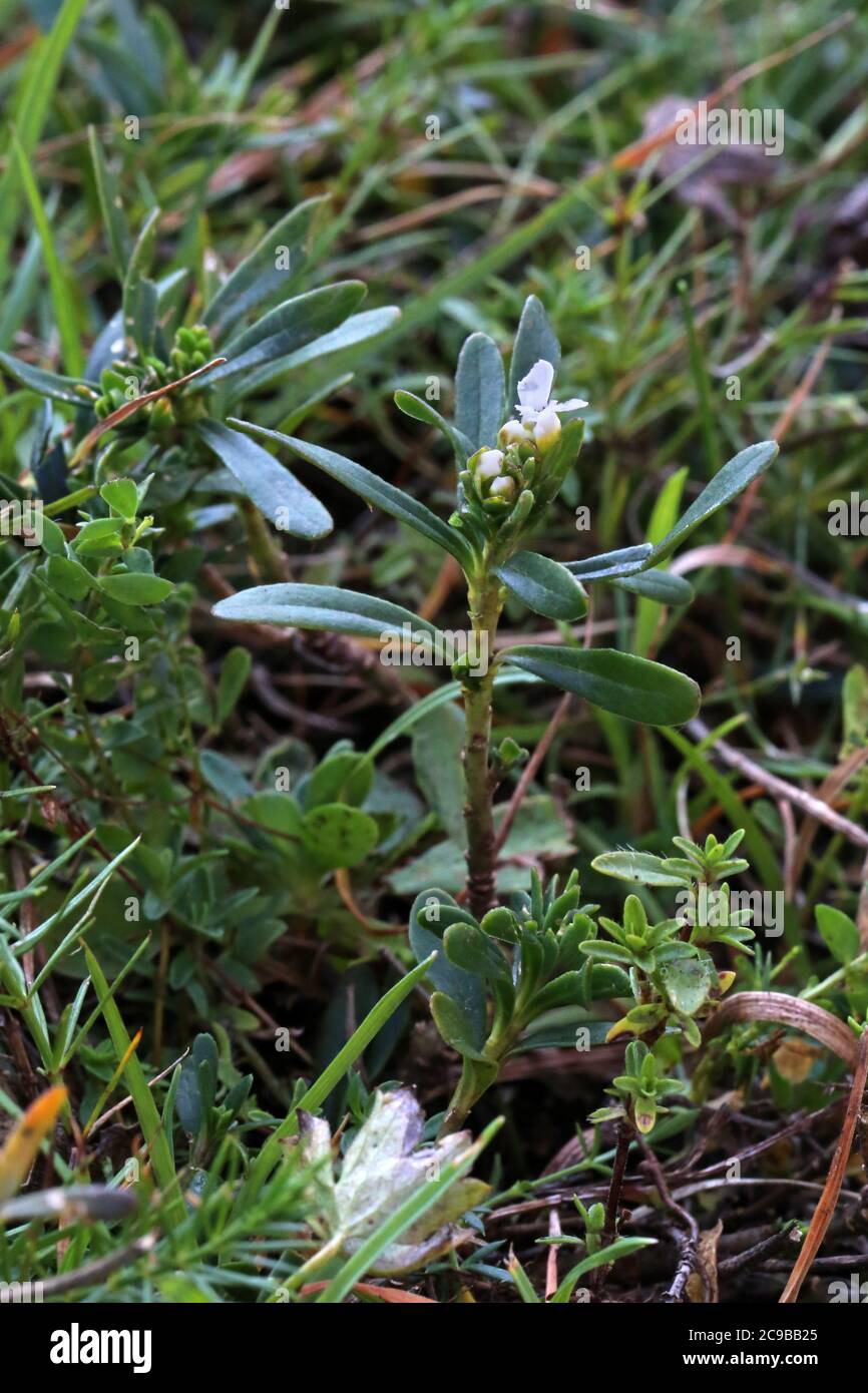 Iberis sempervirens, Evergreen Candytuft, Wildpflanze im Sommer erschossen. Stockfoto