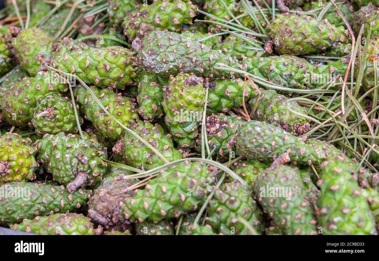 Solide Hintergrund von frischen reifen und natürlichen Fichtenkegel Stockfoto