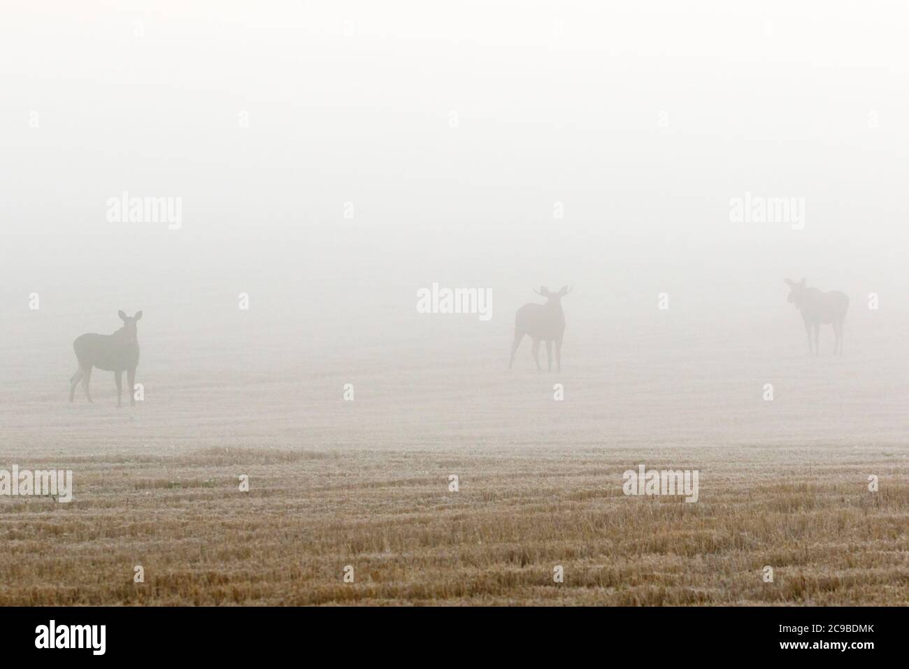 Moose in einem nebligen Feld Stockfoto