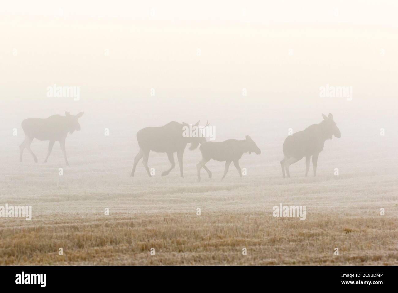 Elchschar, der im Herbstnebel auf einem Feld läuft Stockfoto