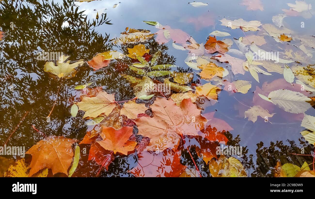 Verschiedene tote Baumblätter in Herbstfarben auf dem Wasser schweben Oberfläche mit Baumstamm Reflexionen.Gelbe Blätter auf dem Wasser schwimmen Mit Reflexion in Stockfoto