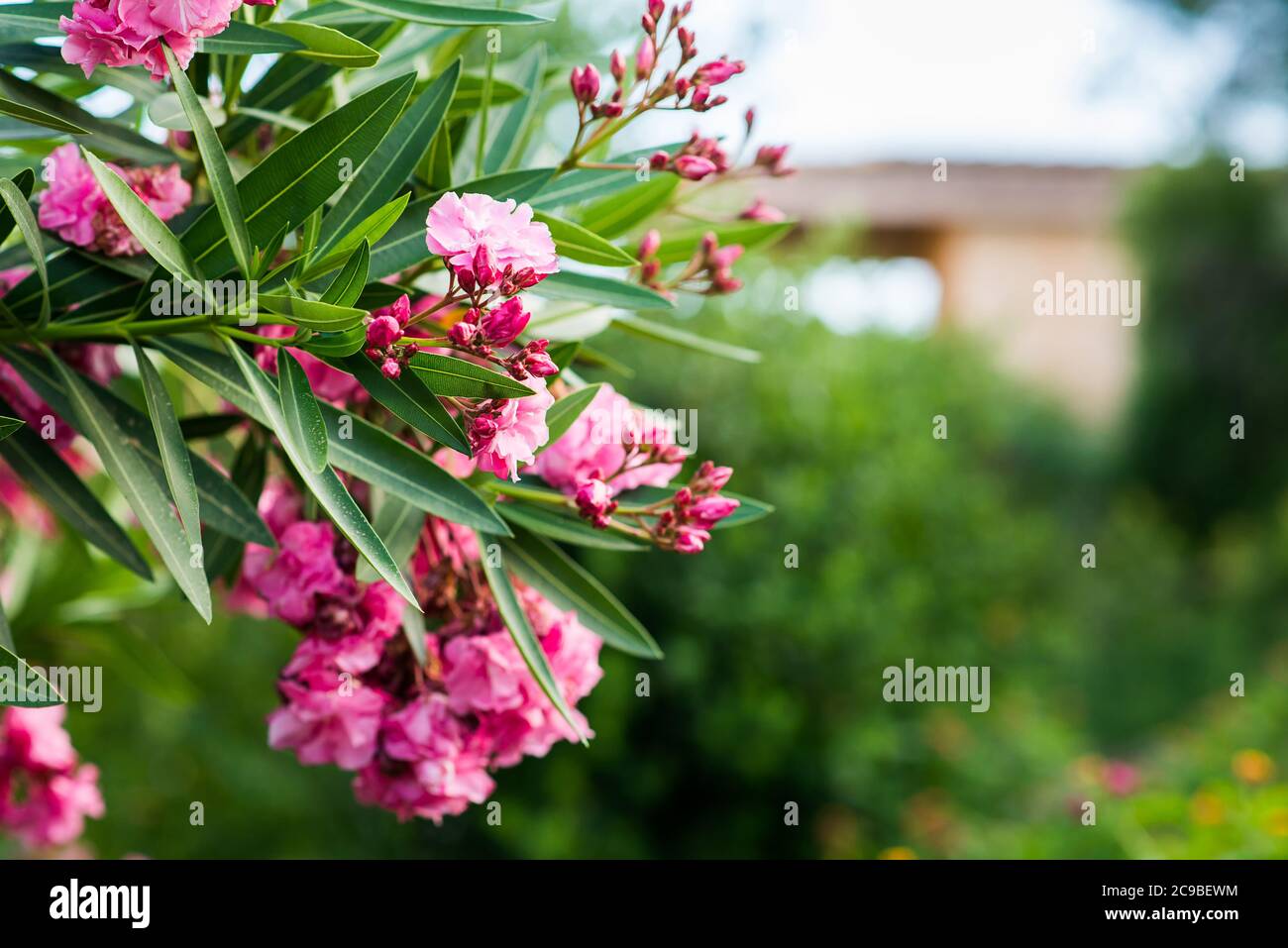 Oleander Blumen auf Grün verschwommener Hintergrund. Tropischer Garten. Stockfoto