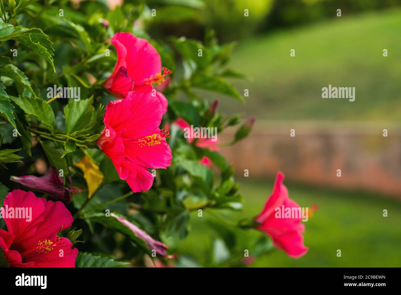 Rote Hibiskus-Blumen auf grünem verschwommenem Hintergrund. Tropischer Garten. Stockfoto