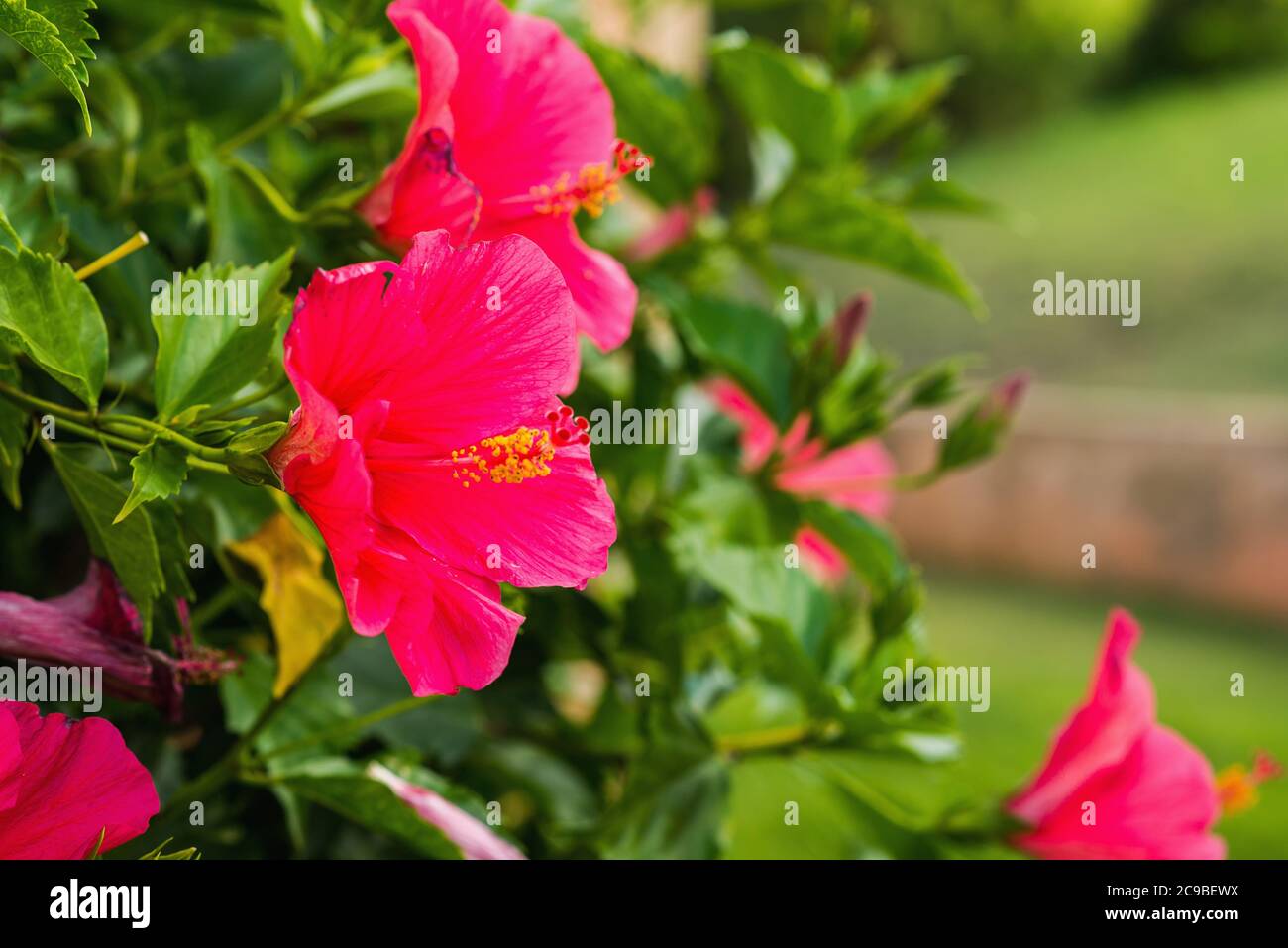 Rote Hibiskus-Blumen auf grünem verschwommenem Hintergrund. Tropischer Garten. Stockfoto