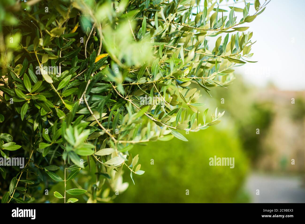 Zweig von Olivenbaum mit Blättern. Hintergrund Der Landwirtschaftlichen Ernährung. Ländliche Szene. Stockfoto