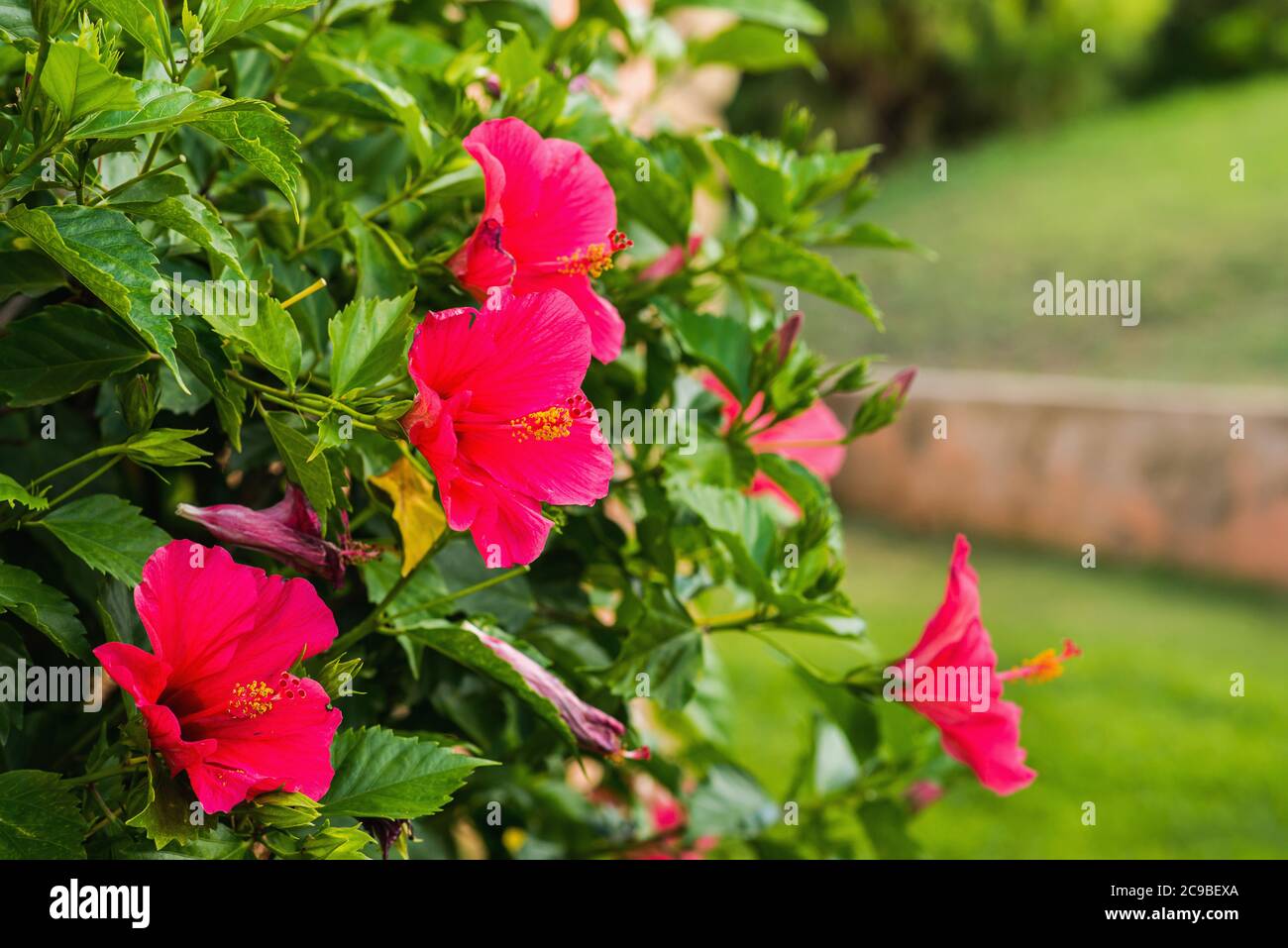 Rote Hibiskus-Blumen auf grünem verschwommenem Hintergrund. Tropischer Garten. Stockfoto