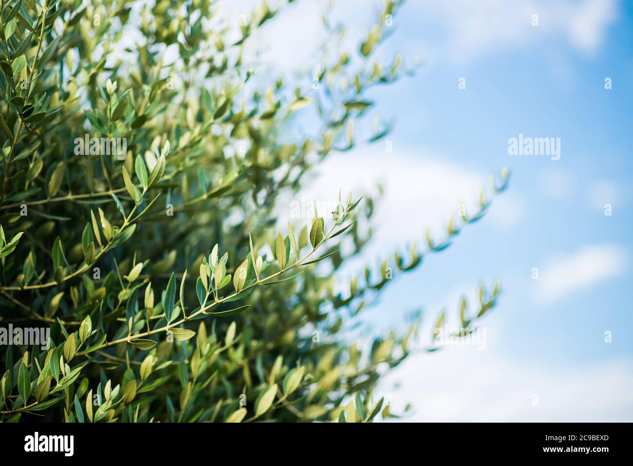 Zweig von Olivenbaum mit Blättern. Hintergrund Der Landwirtschaftlichen Ernährung. Ländliche Szene. Stockfoto