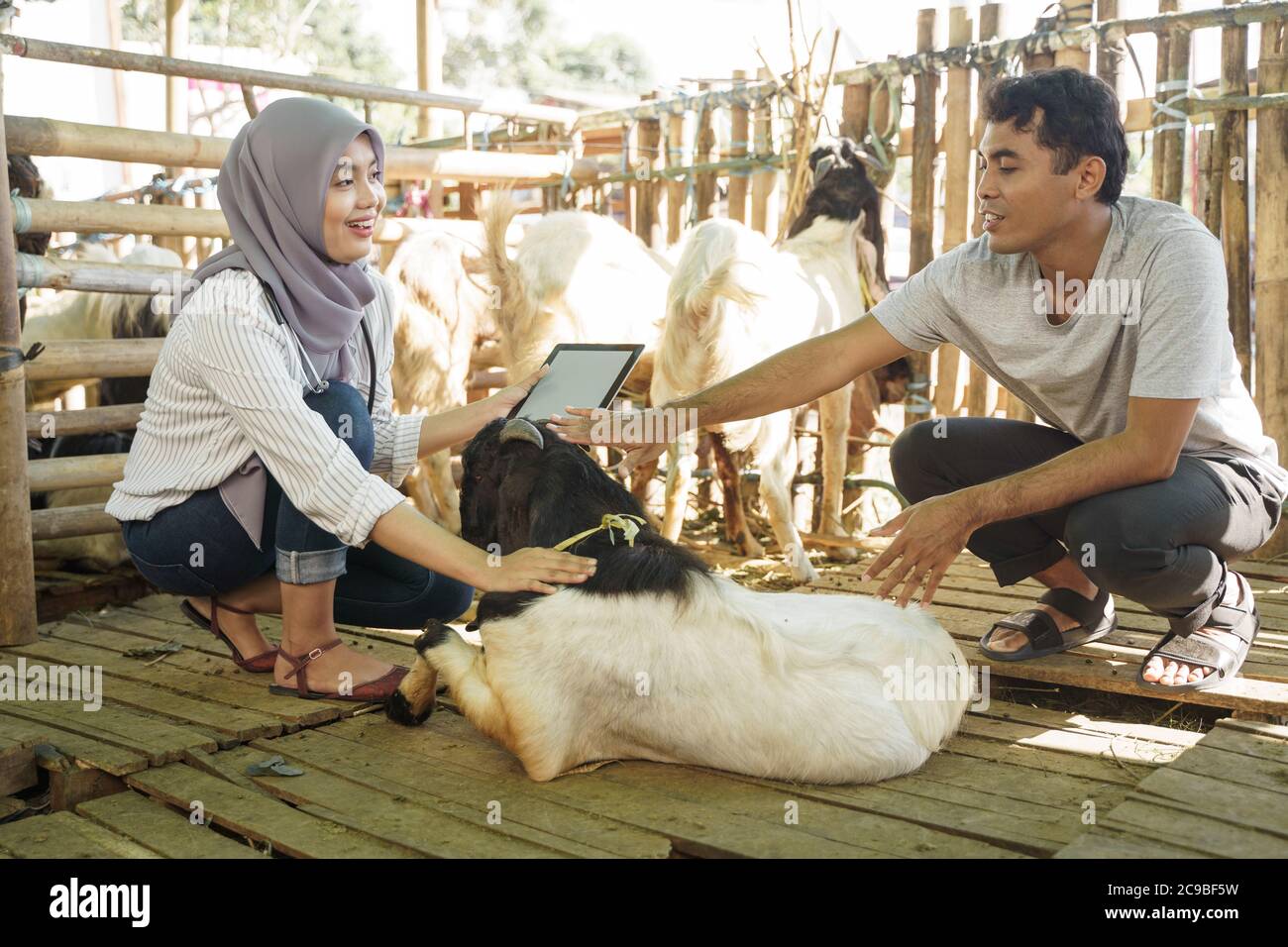 asian muslim Tierarzt medizinische Untersuchung Bauernhof Tier. Arzt überprüfen Sie die Ziege Gesundheit Stockfoto