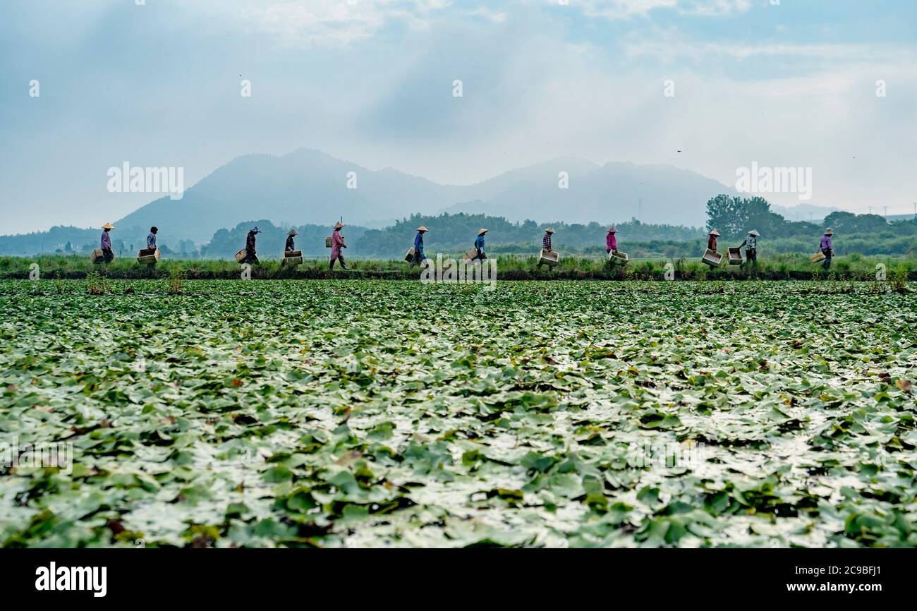 Peking, Chinas Provinz Jiangxi. Juli 2020. Lokale Frauen bereiten sich auf die Ernte von Wasserkastanien auf Feldern in der Stadt Fengyang in der Stadt Xinyu, ostchinesische Provinz Jiangxi, 29. Juli 2020 vor. Kredit: Zhao Chunliang/Xinhua/Alamy Live Nachrichten Stockfoto