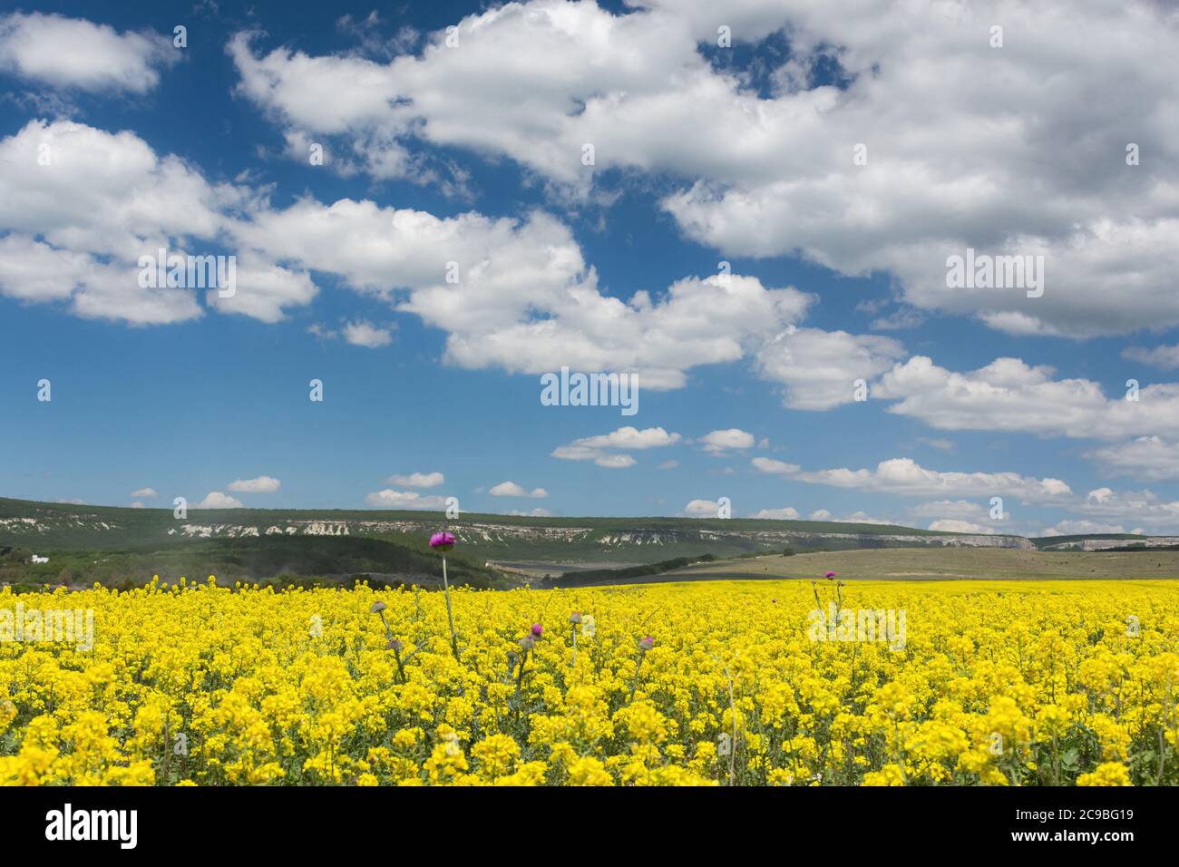 Rapsfeld an einem hellen sonnigen Tag. Sommerlandschaft mit gelben Blüten. Anbau eines landwirtschaftlichen Produkts. Rapsöl. Senf und Raps sind die Stockfoto