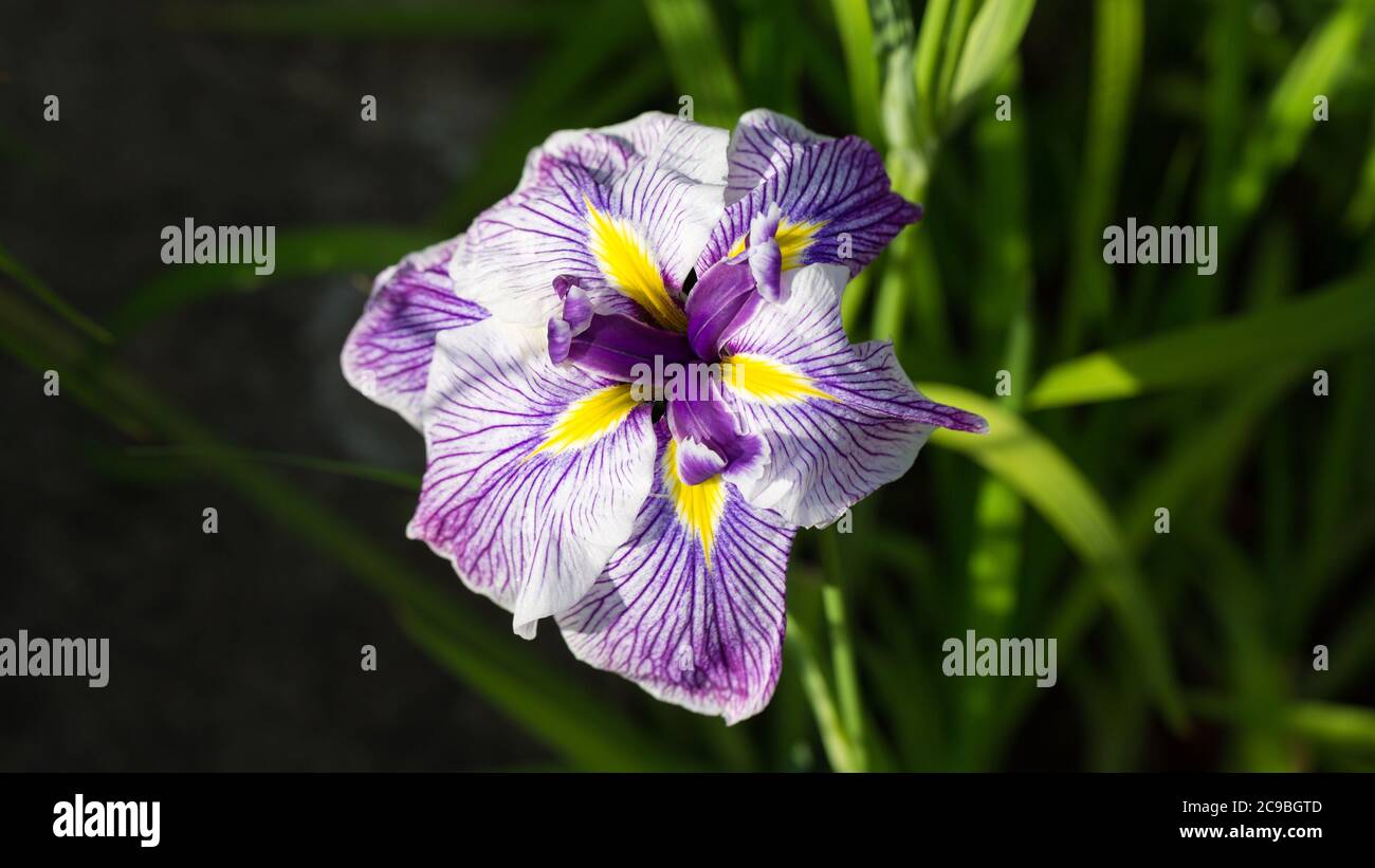 Hamburg, Deutschland - 20. Juni 2020: Nahaufnahme von Iris ensata. Blume mit lila - weiß - gelb gefärbten Blütenblättern. Stockfoto