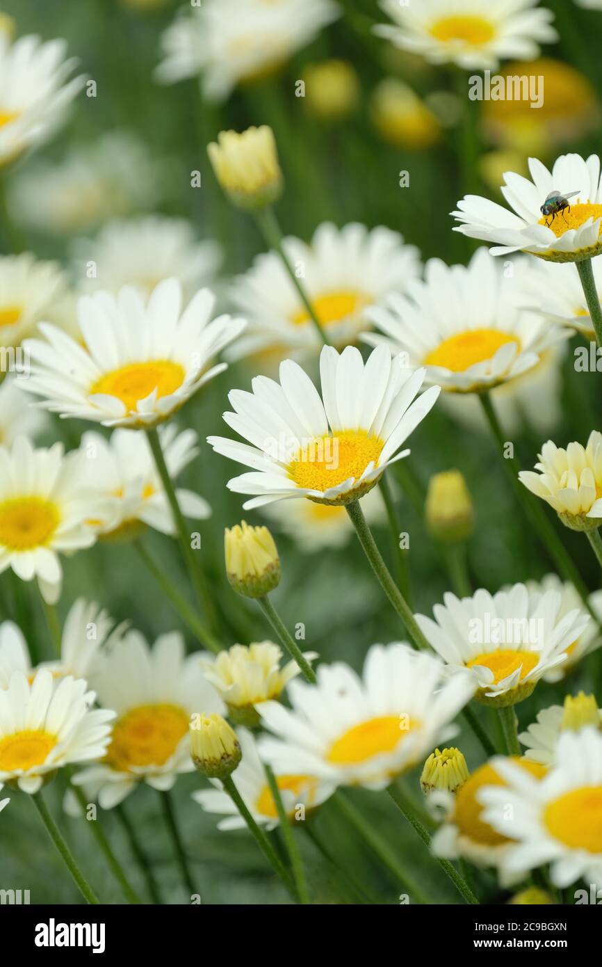 Marguerite Daisy 'Susanna Mitchell'. Dyers Kamille 'Susanna Mitchell', Anthemis tinctoria 'Susanna Mitchell' Stockfoto