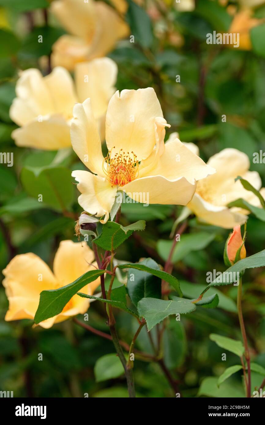 Rosa Frau Oakley Fisher. Rose Frau Oakley Fisher. Hellgelbe Hybrid-Teerose Stockfoto