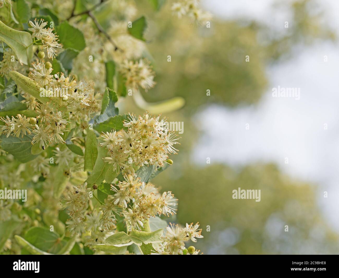 Linden Blumen auf dem Baum Stockfoto