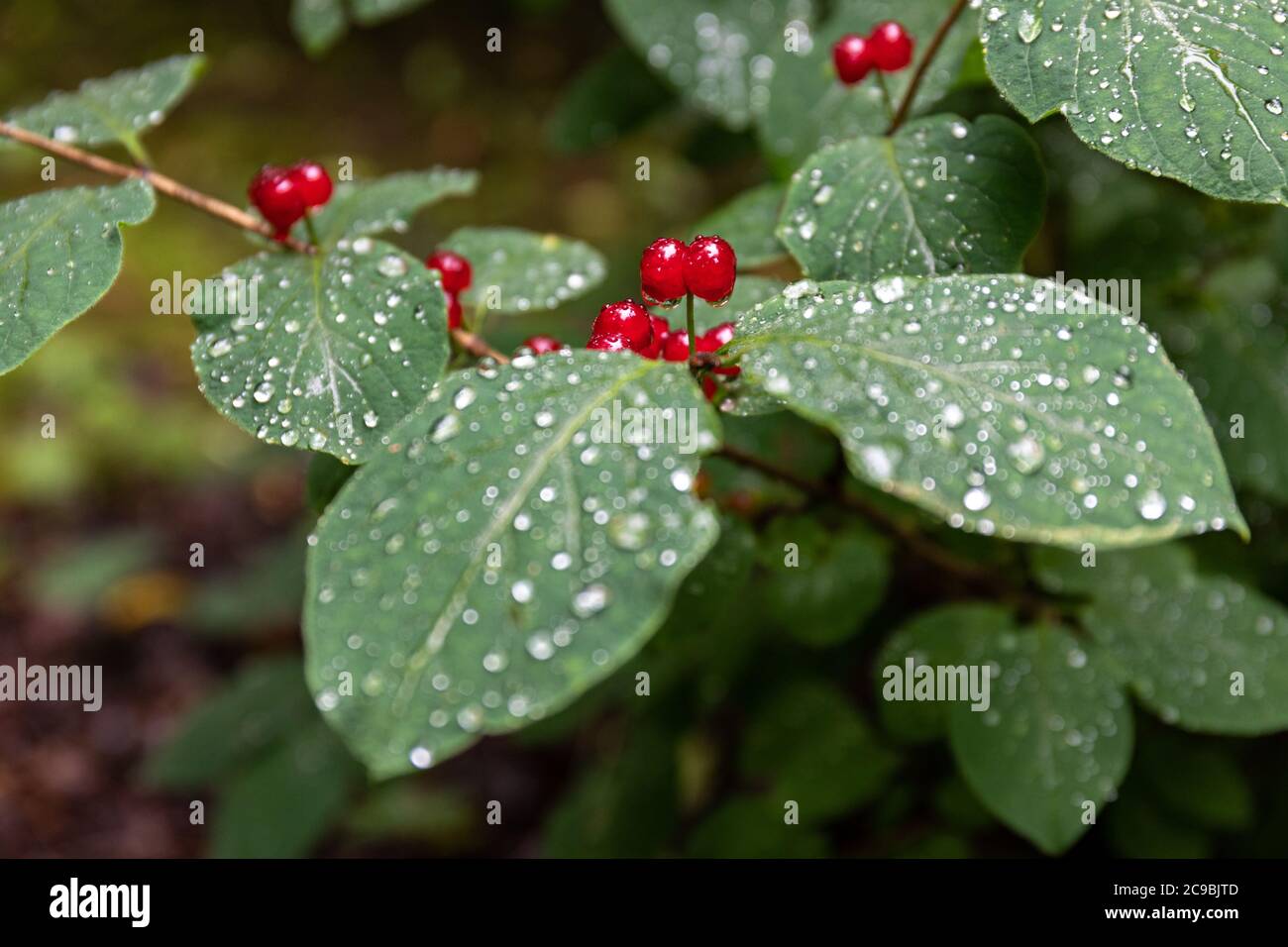 Rote Beeren von Lonicera xylosteum, allgemein bekannt als Fliege Geißblatt, Europäische Fliege Geißblatt, ZwergGeißblatt oder Fliege woodbine, an einem regnerischen Tag Stockfoto