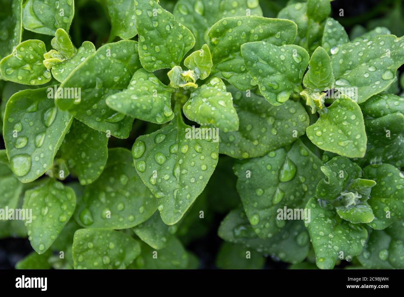 Regentropfen auf Blättern von Tetragonia tetragonoides, allgemein als neuseeländischer Spinat oder Botany Bay Spinat oder Kohl oder kōkihi oder Meerspinat Stockfoto