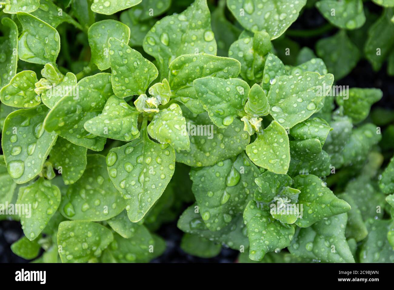 Wasserperlen auf Tetragonia Tetragonoides Blättern, Pflanze auch bekannt als Neuseeland Spinat, Botany Bay Spinat, Kohl, Meerspinat oder Tetragon Stockfoto