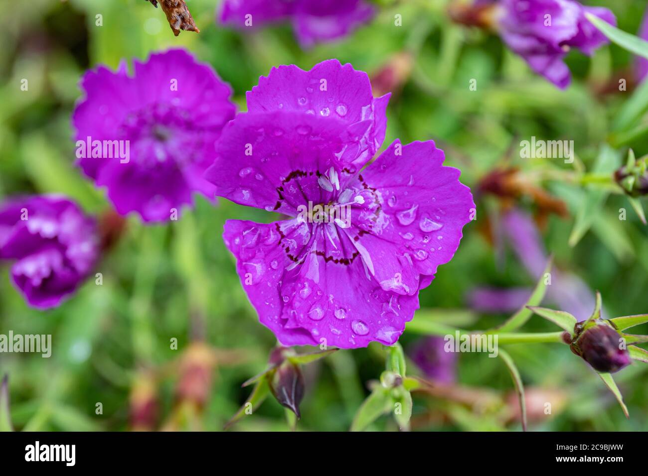 Nahaufnahme von Dianthus chinensis, allgemein bekannt als Regenbogenrosa oder China rosa, blühen an einem regnerischen Tag Stockfoto