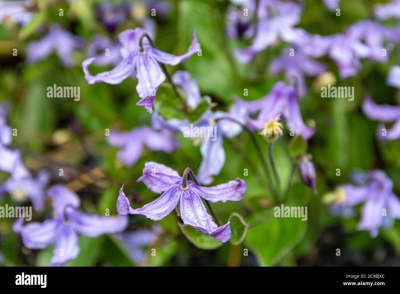 Nickende, urnenförmige blaue Blüten von Clematis integrifolia Stockfoto