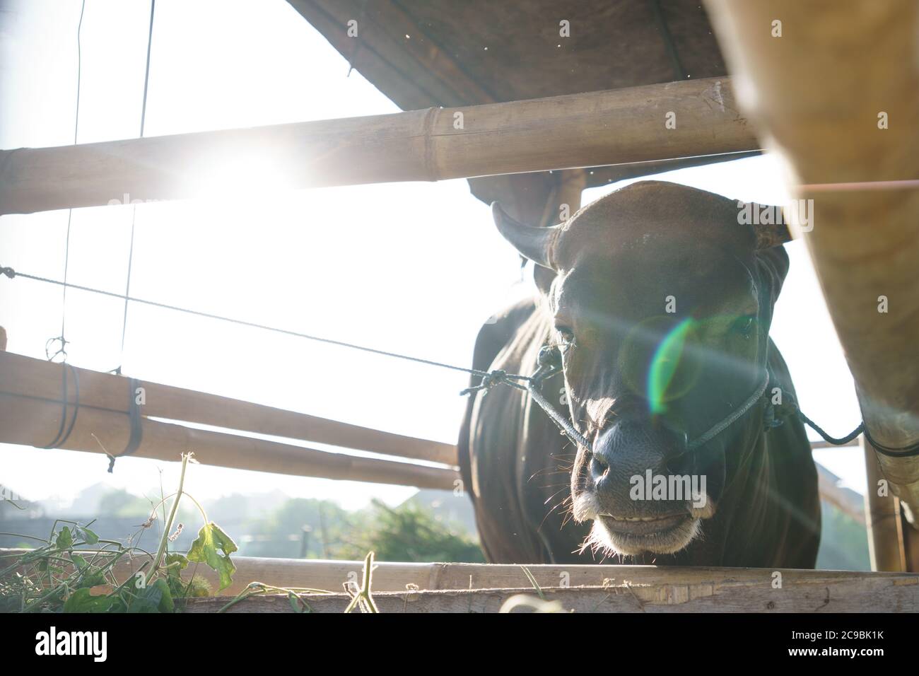 Porträt von braunen Kuh oder Stier in der traditionellen Farm von indonesien Stockfoto