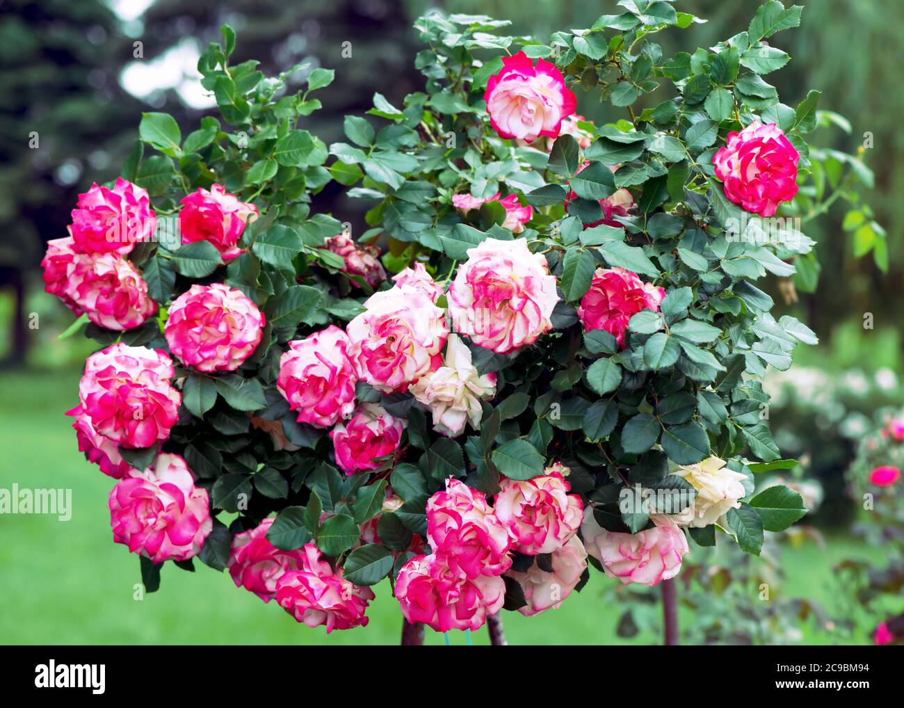 Hybrid Tea Rose 'Double Delight' - die Königin unter zweifarbigen Rosen. Die Mitte der Blume ist cremeweiß mit einem Himbeer-roten Rand um den Rand Stockfoto