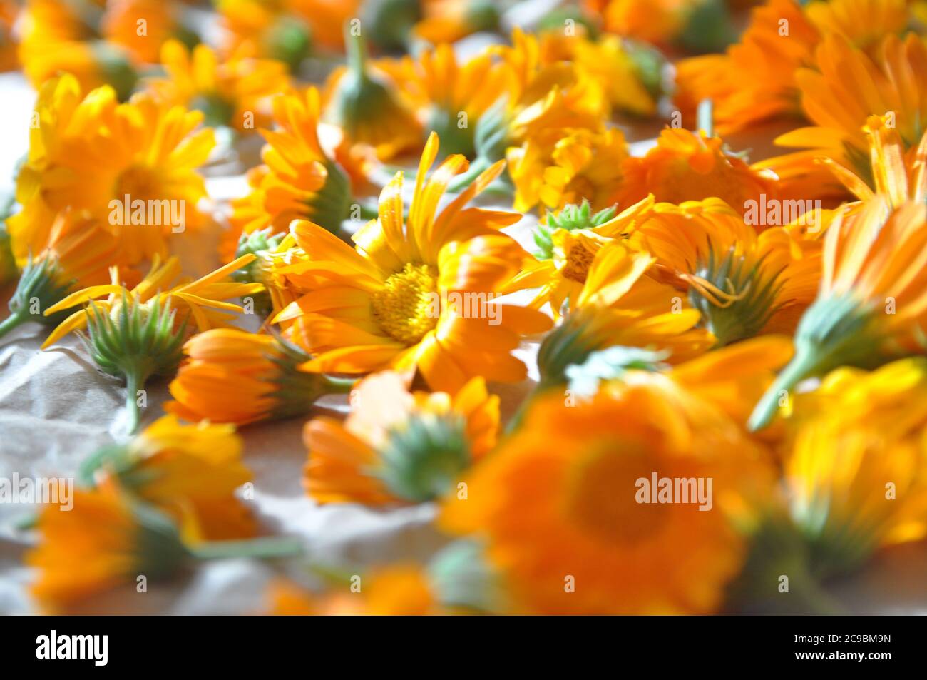 Calendula. Calendula Blume für medizinische Zwecke gesammelt. Nicht fokussiert Stockfoto