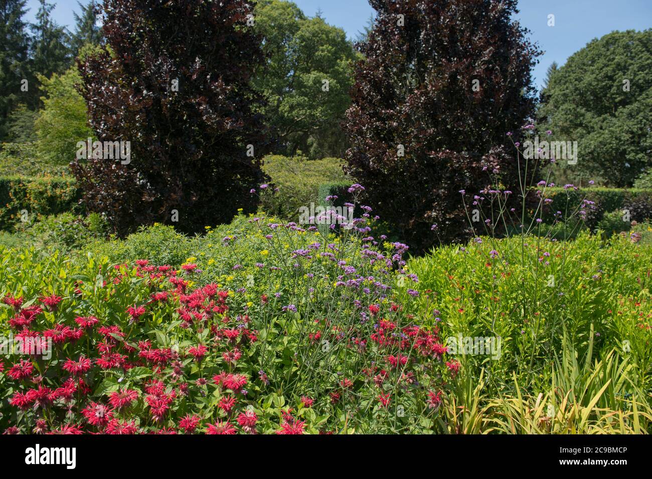 Sommer blühendes Purple Top (Verbena bonariensis) und rote Bergamotte (Monarda 'Gardenview Scarlet'), die in einem krautigen Rand bei Rosemoor wachsen Stockfoto